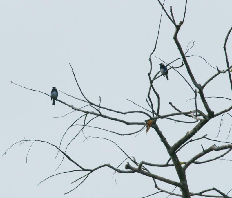 randomGolden-Hooded Tanager