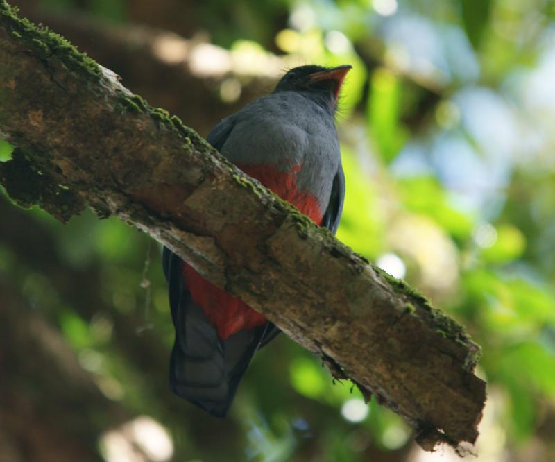 randomSlaty-Tailed Trogan