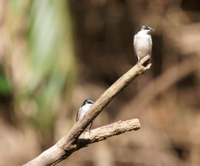 randomMangrove Swallow