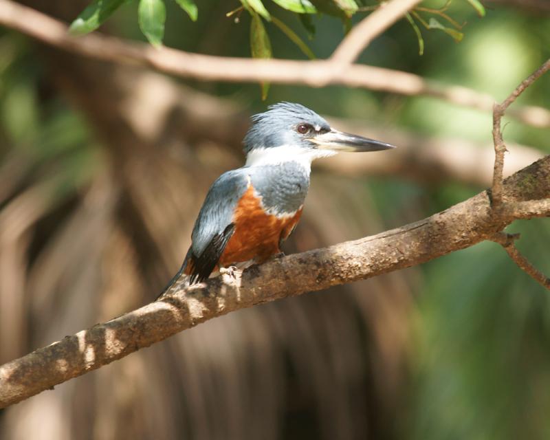 randomRinged Kingfisher