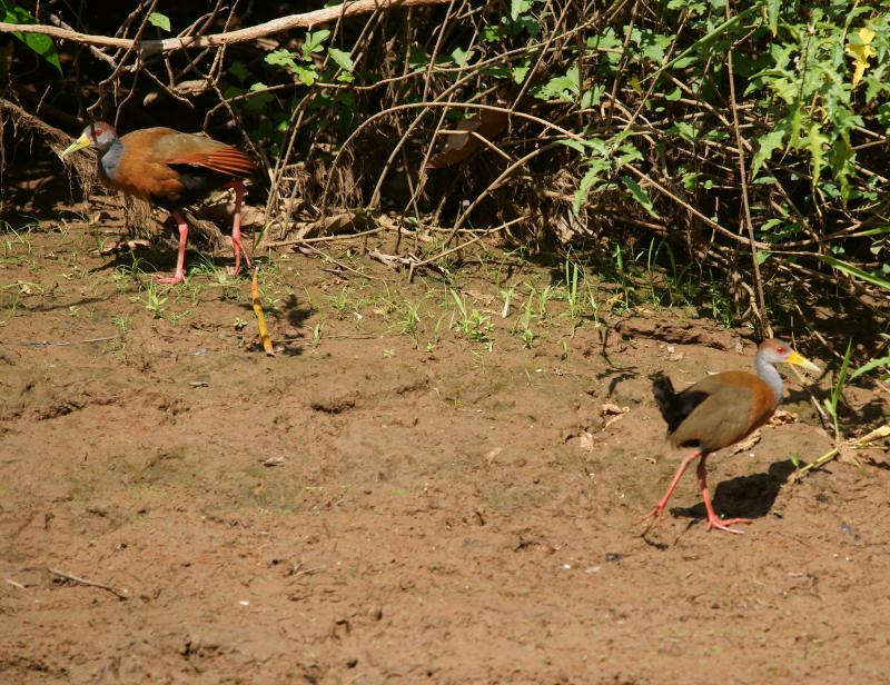 randomGray-Necked Wood-Rail