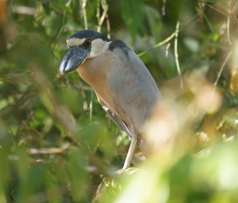 randomBoat-Billed Heron