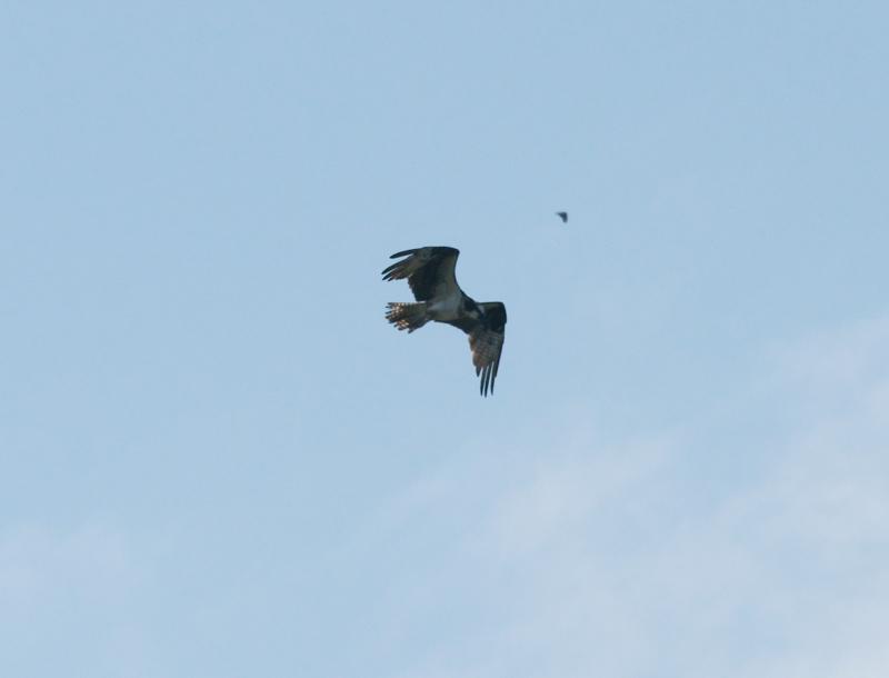 randomOsprey
