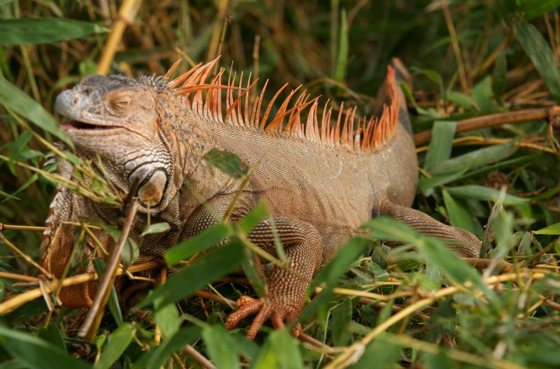 randomGreen Iguana