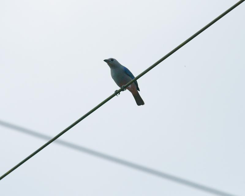 randomBlue-Gray Tanager