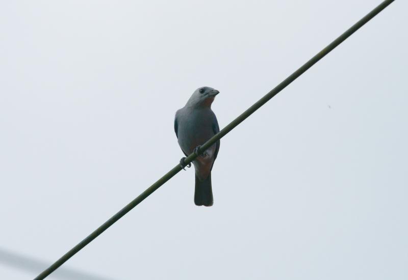 randomBlue-Gray Tanager