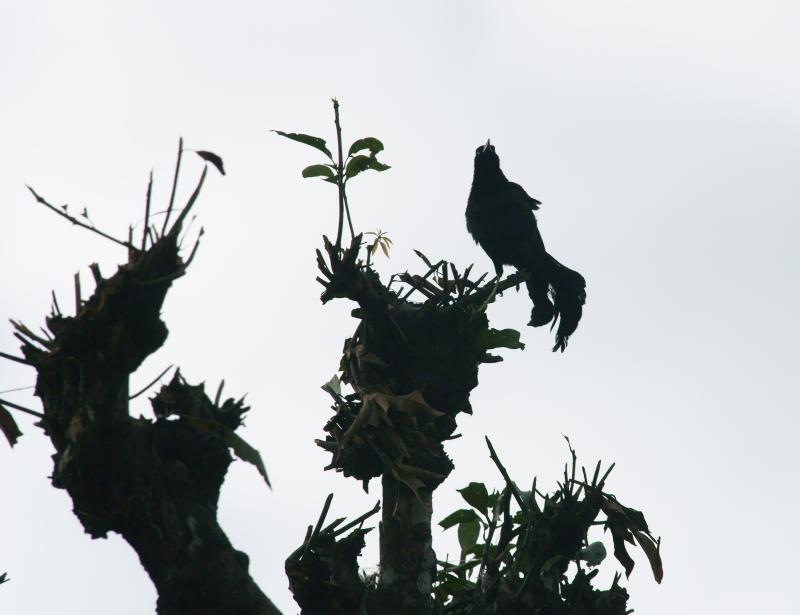 randomGreat-Tailed Grackle