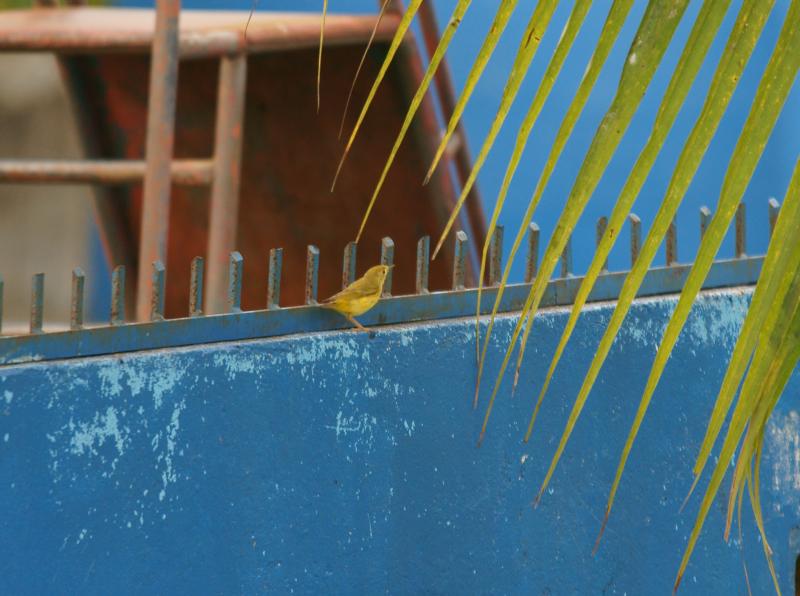 randomYellow Warbler