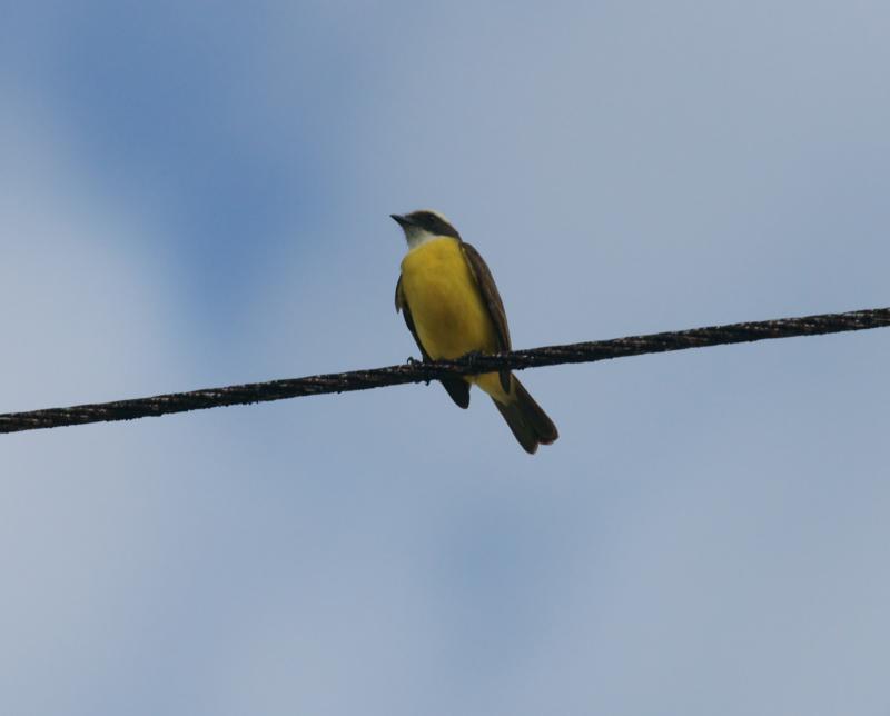 randomGreat Crested Flycatcher