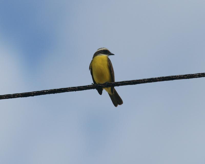 randomGreat Crested Flycatcher