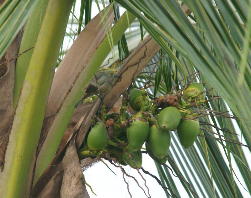 randomPalm Tanager