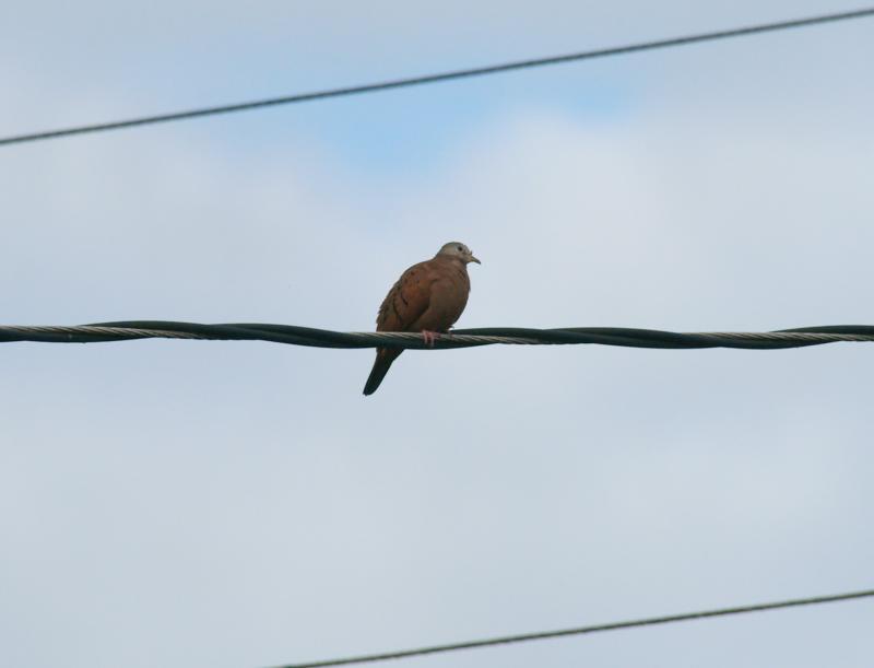 randomRuddy Ground-Dove