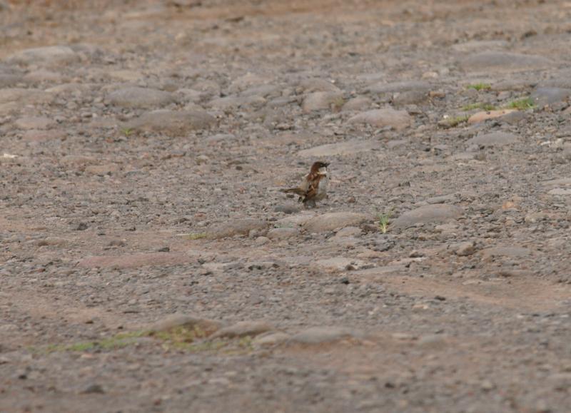 randomHouse Sparrow