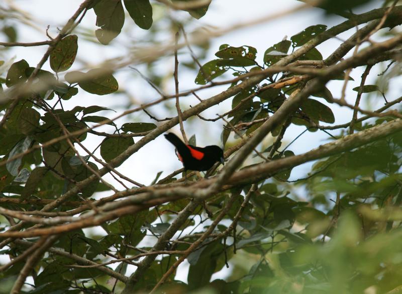 randomScarlet-Rumped Tanager