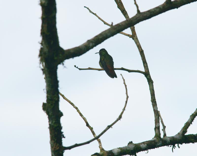 randomRufous-Tailed Hummingbird