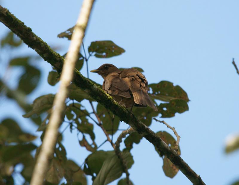 randomClay-Colored Robin