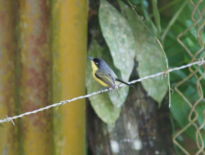 randomCommon-Tody Flycatcher