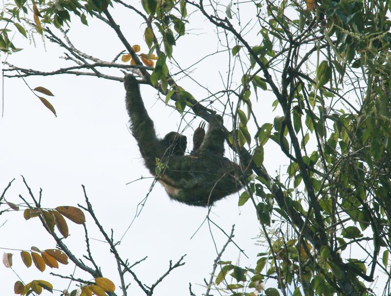 randomBrown-Throated Three-Toed Sloth