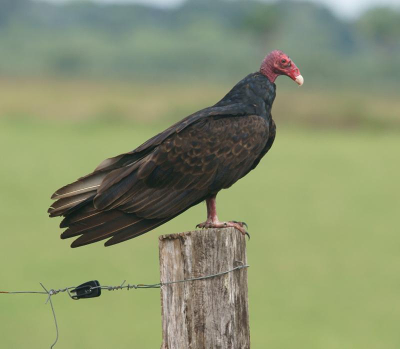 randomTurkey Vulture