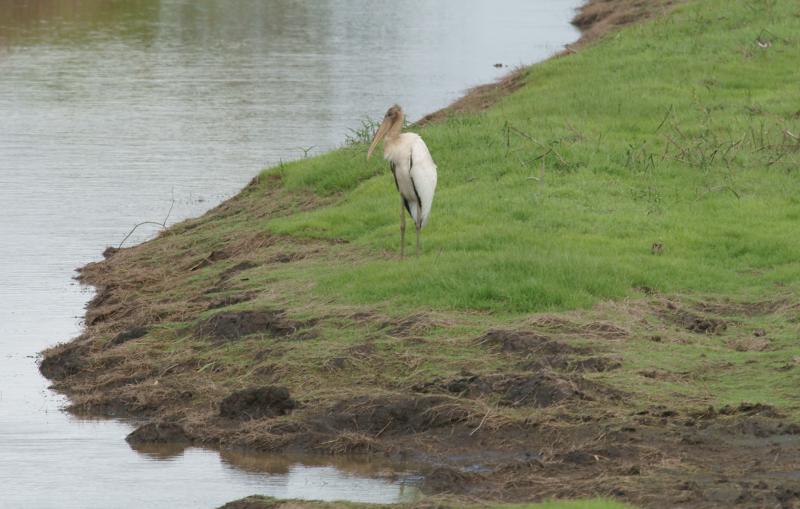 randomWood Stork