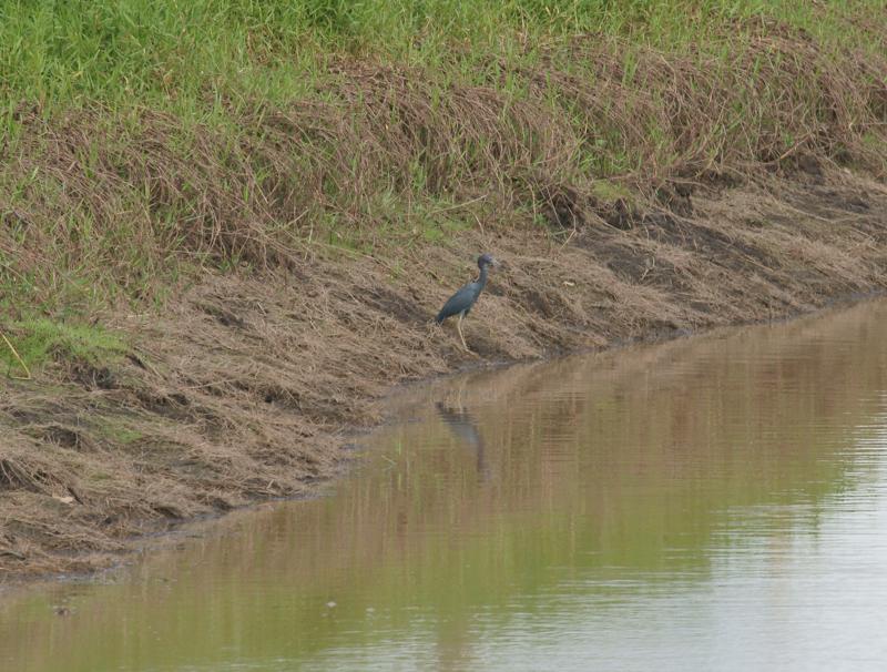 randomLittle Blue Heron