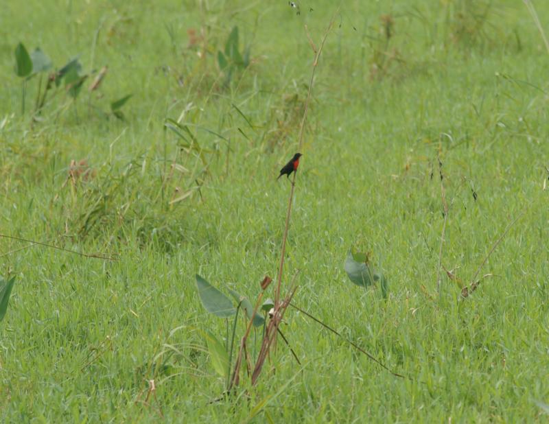 randomRed-Breasted Blackbird