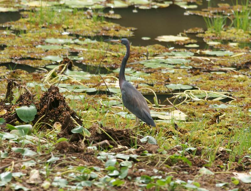 randomChestnut-Bellied Heron