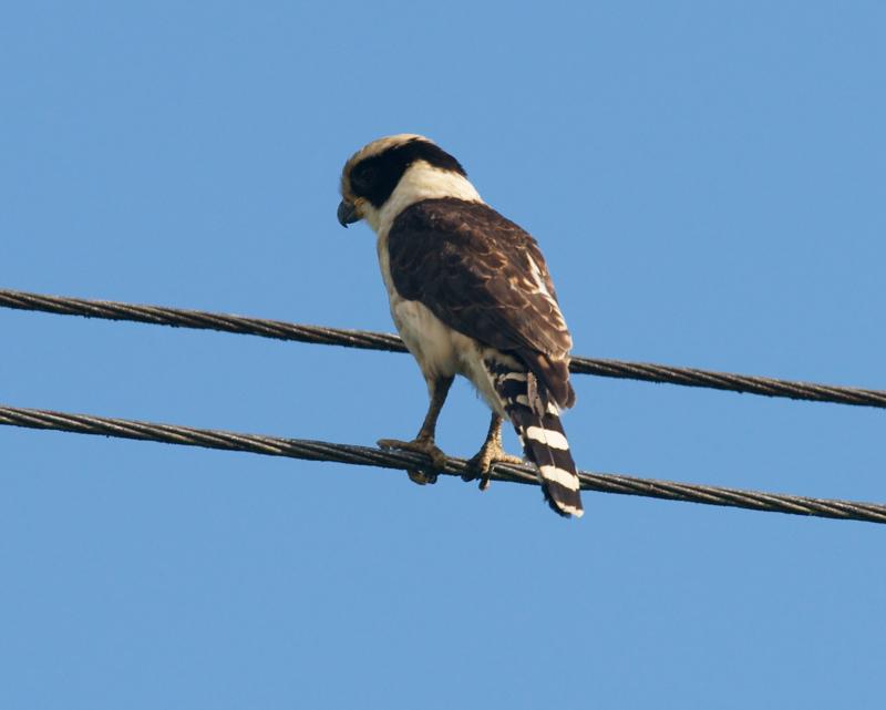 randomLaughing Falcon