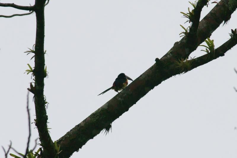 randomCollared Aracari