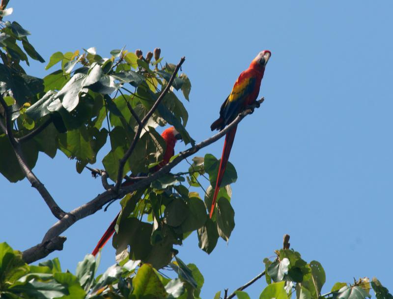 randomScarlet Macaw