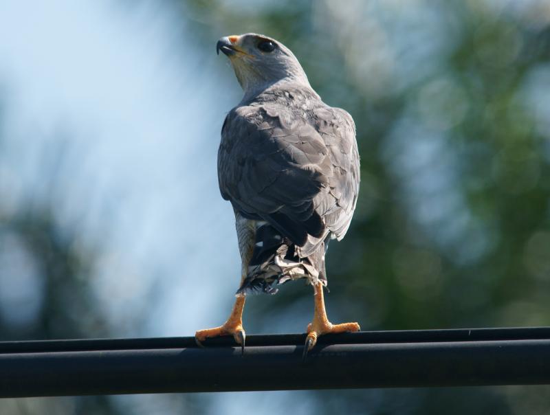 randomGray Falcon