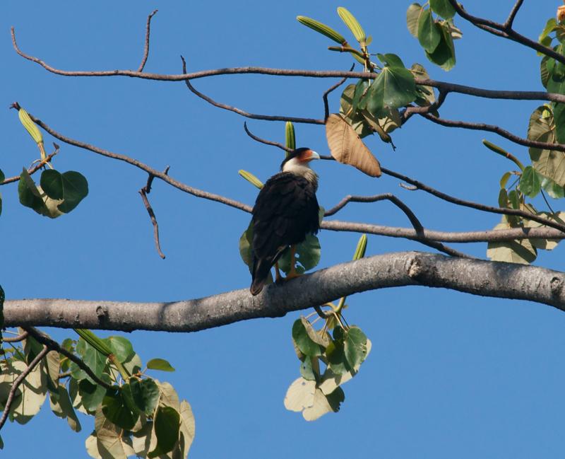 randomCrested Caracara
