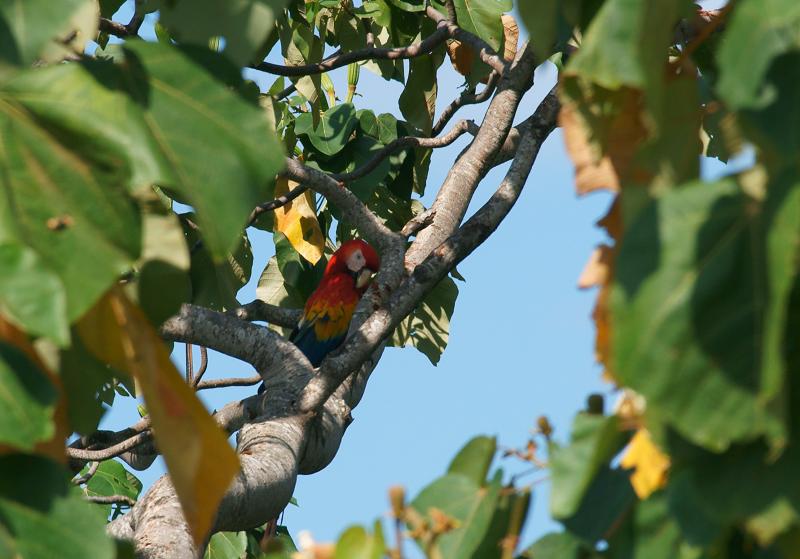 randomScarlet Macaw
