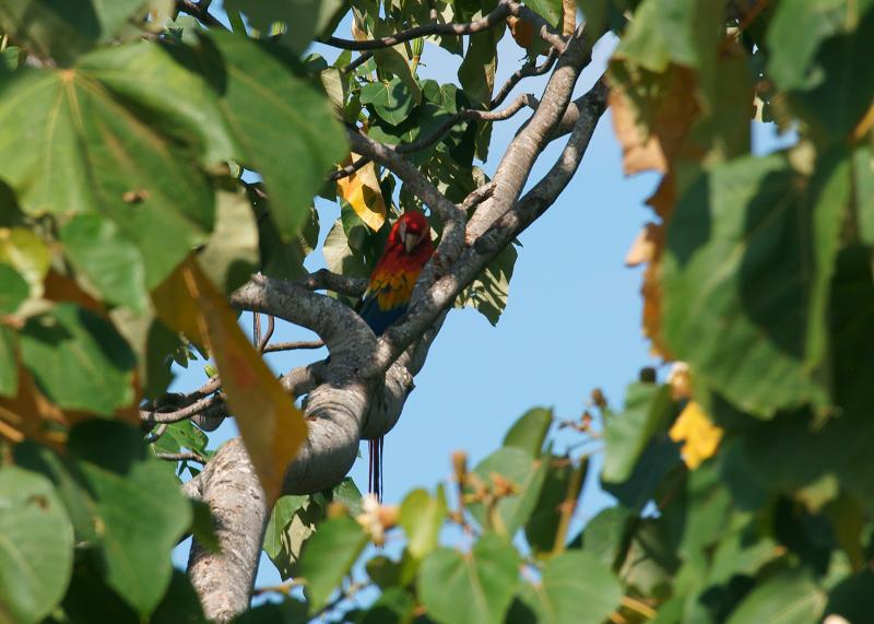 randomScarlet Macaw
