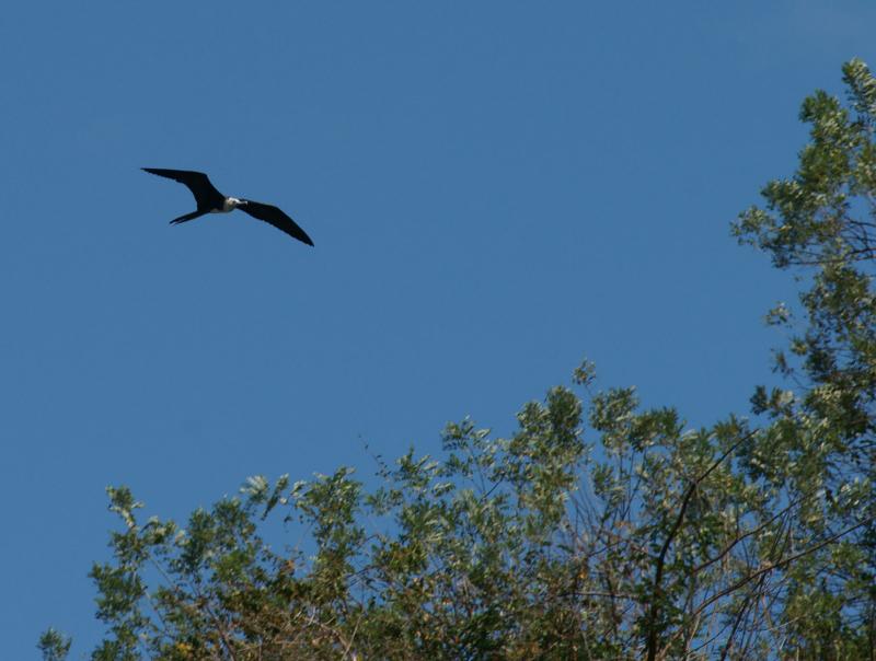 randomMagnificent Frigatebird