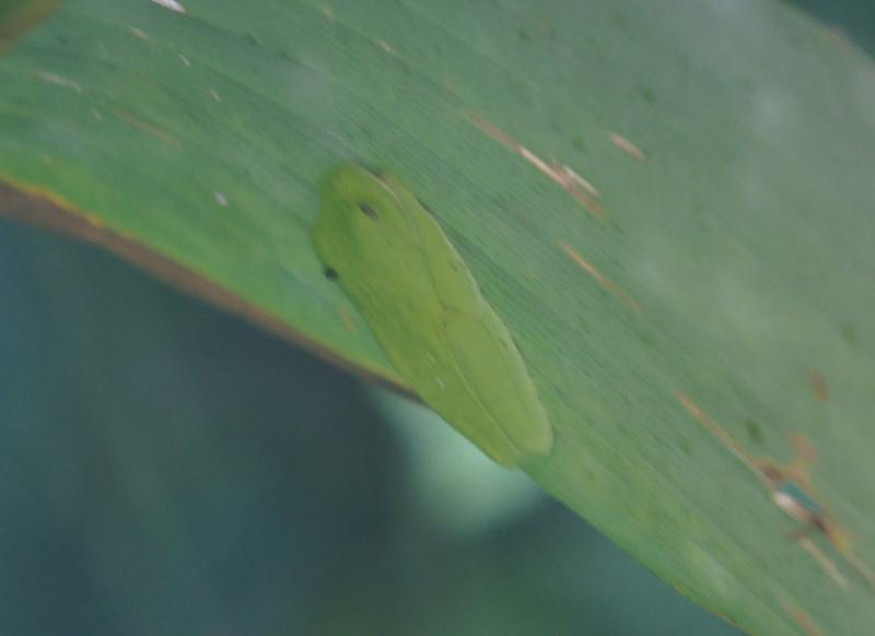 randomRed-Eyed Leaf Frog