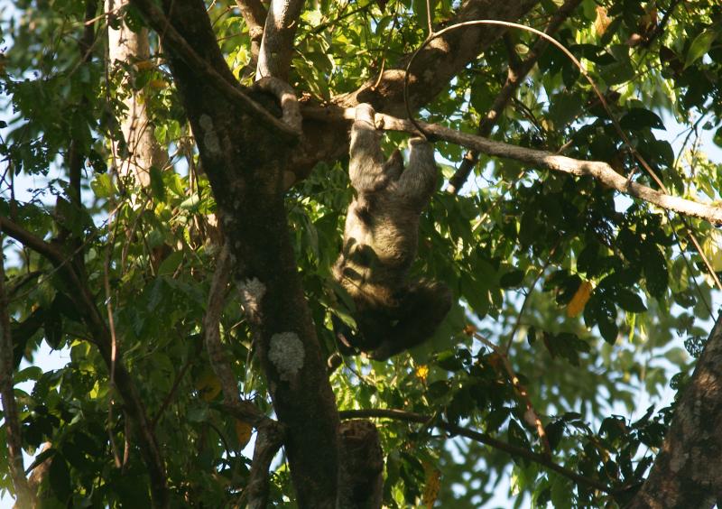 randomBrown-Throated Three-Toed Sloth