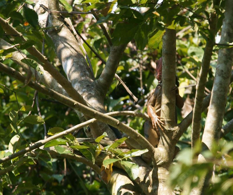 randomGreen Iguana