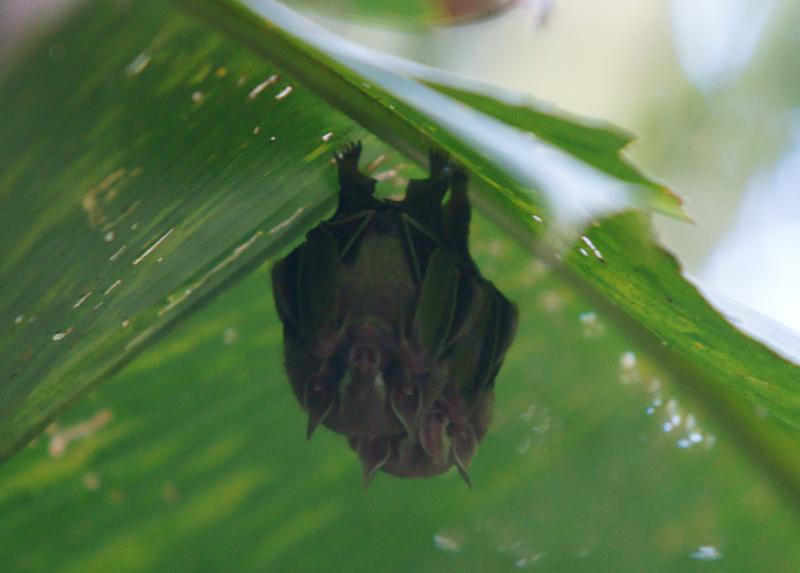 randomShort-Tailed Fruit Bat