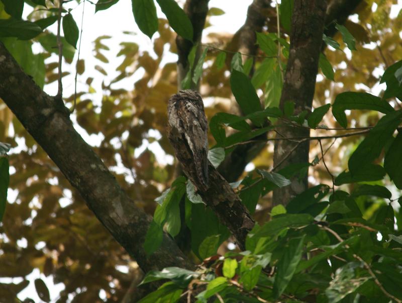 randomCommon Potoo