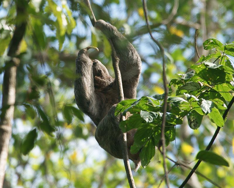 randomBrown-Throated Three-Toed Sloth