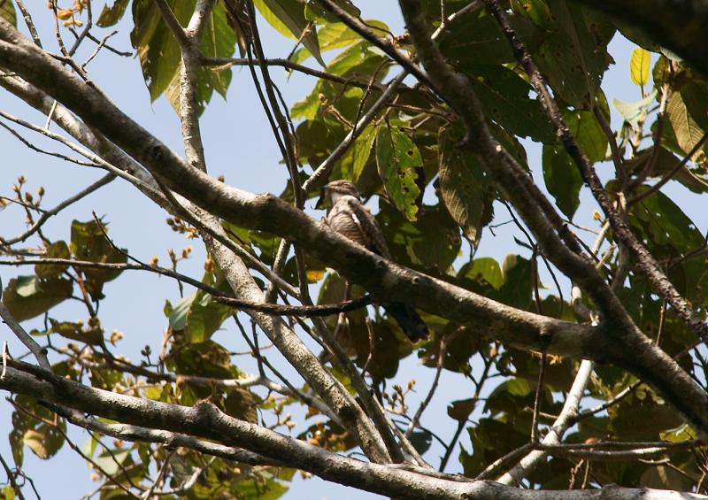 randomLesser Nighthawk