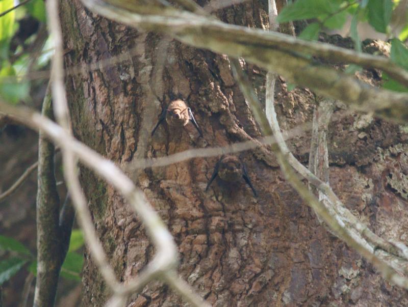 randomGreater White-Lined Bat