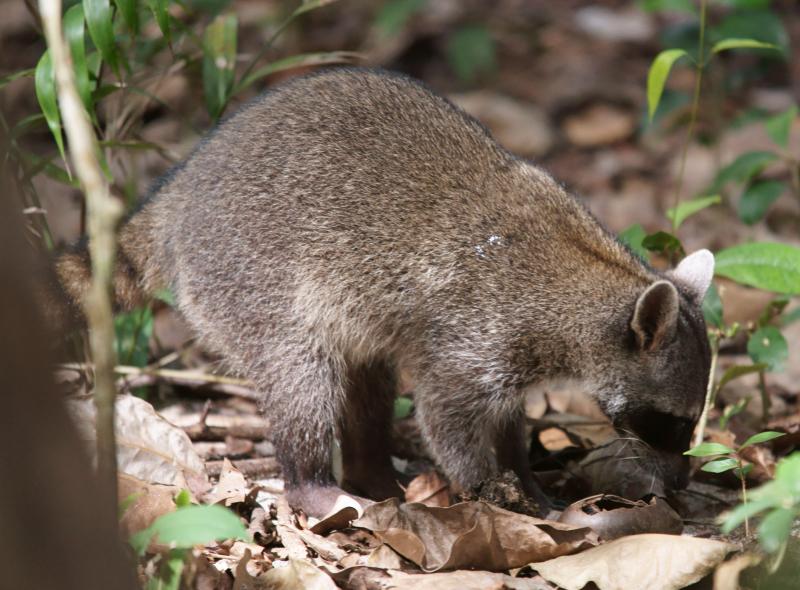 randomCrab-eating Raccoon