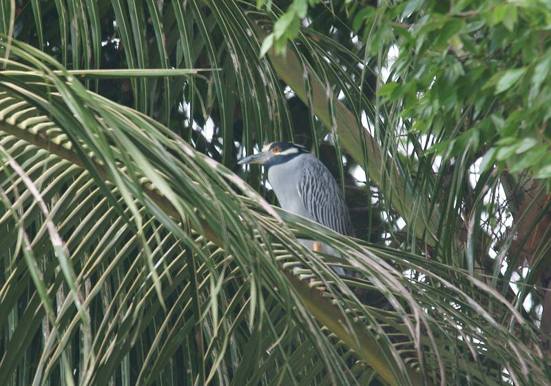 randomYellow-Crowned Night-Heron