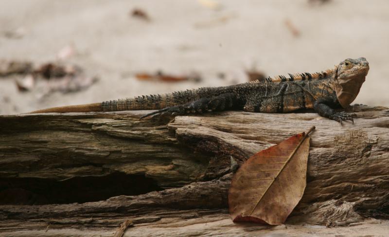 randomBlack Spiny-Tailed Iguana