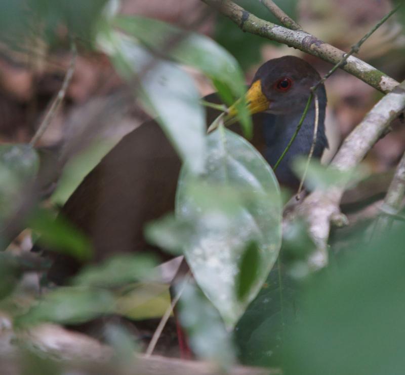 randomGray-Necked Wood-Rail