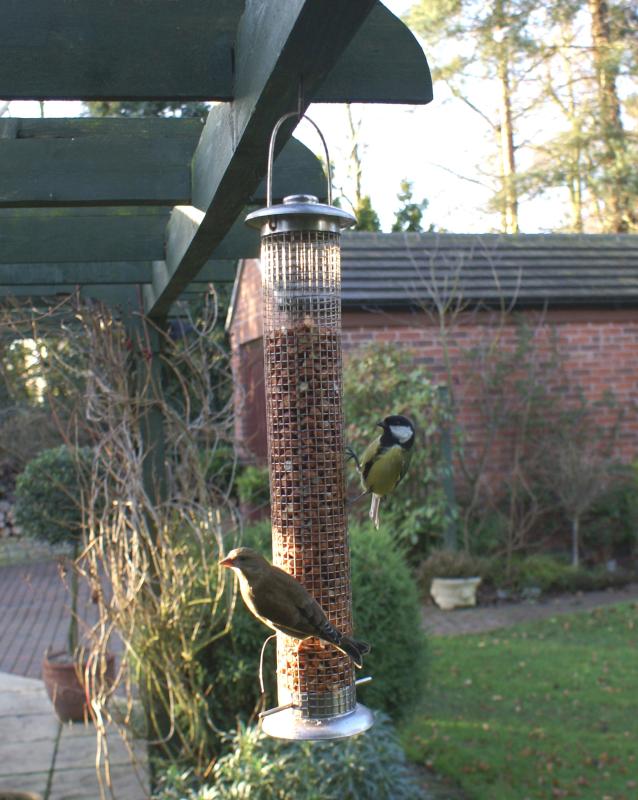 randomGreat Tit