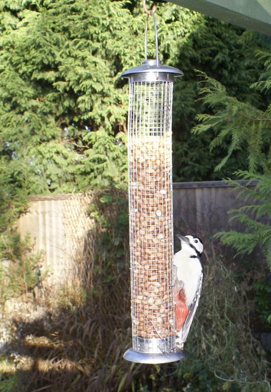 randomGreater Spotted Woodpecker