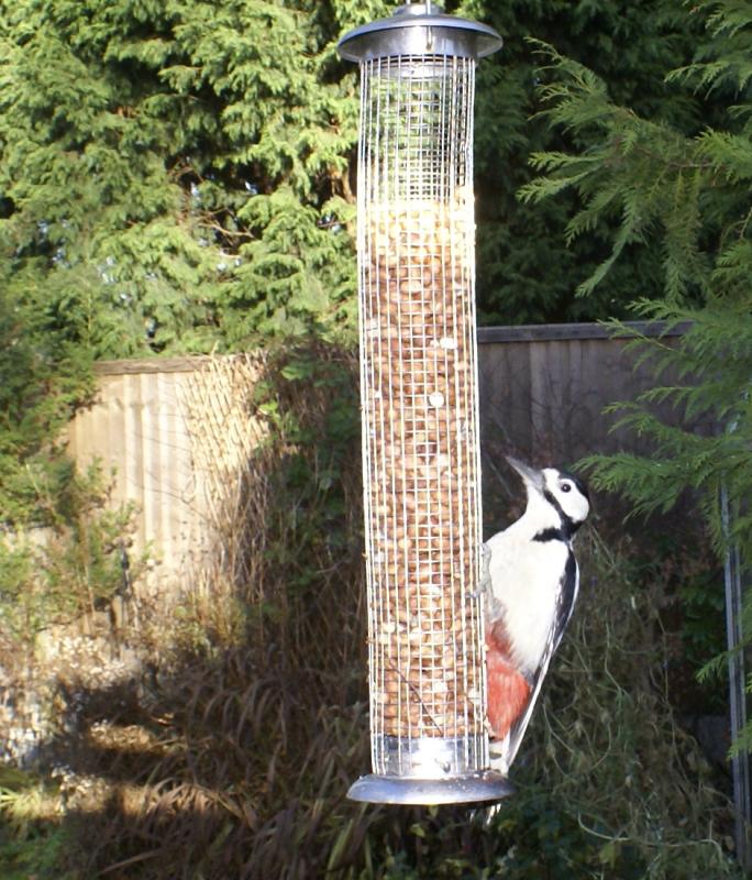 randomGreater Spotted Woodpecker